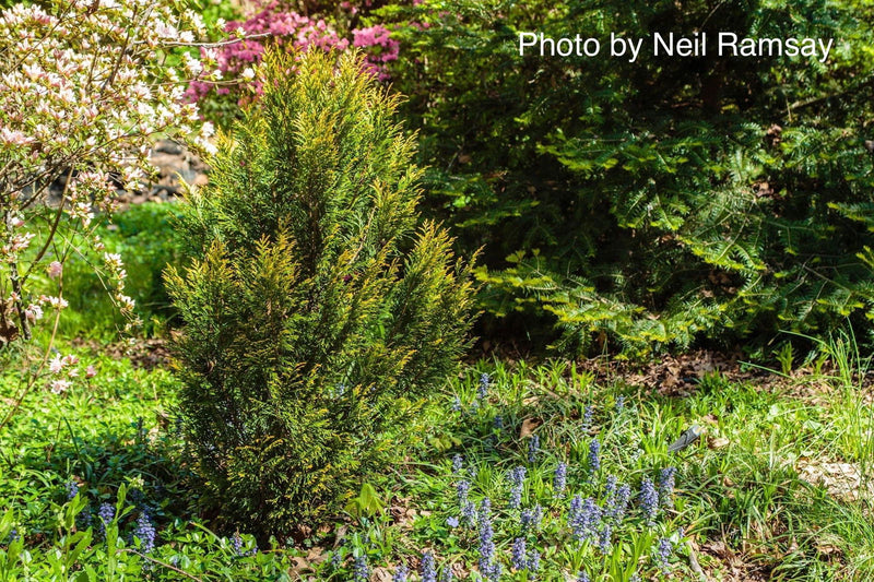 Thuja plicata '4Ever' Forever Goldy® Golden Western Red Cedar - Mr Maple │ Buy Japanese Maple Trees