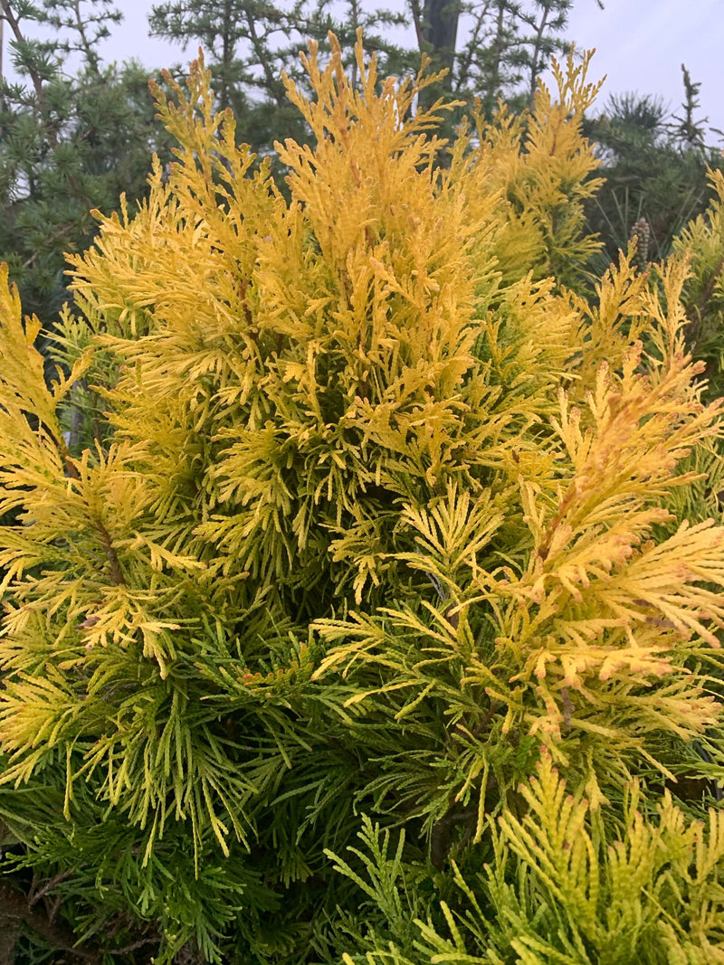 Thuja plicata '4Ever' Forever Goldy® Golden Western Red Cedar - Mr Maple │ Buy Japanese Maple Trees