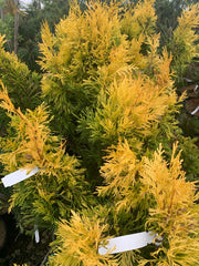 Thuja plicata '4Ever' Forever Goldy® Golden Western Red Cedar - Mr Maple │ Buy Japanese Maple Trees