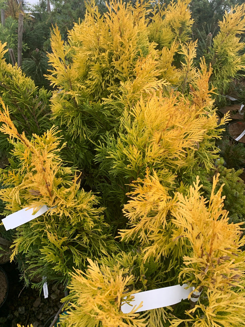 Thuja plicata '4Ever' Forever Goldy® Golden Western Red Cedar - Mr Maple │ Buy Japanese Maple Trees