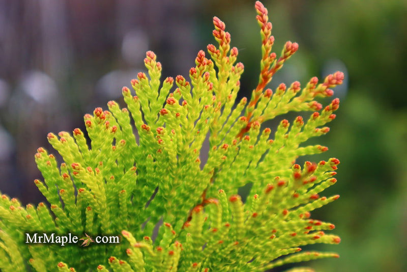 Thuja plicata '4Ever' Forever Goldy® Golden Western Red Cedar - Mr Maple │ Buy Japanese Maple Trees