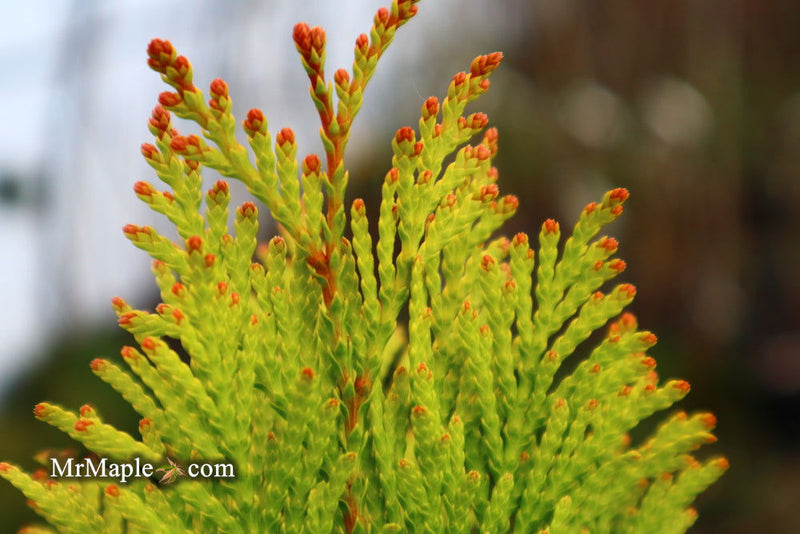 Thuja plicata '4Ever' Forever Goldy® Golden Western Red Cedar - Mr Maple │ Buy Japanese Maple Trees
