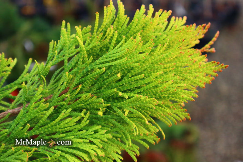 Thuja plicata '4Ever' Forever Goldy® Golden Western Red Cedar - Mr Maple │ Buy Japanese Maple Trees
