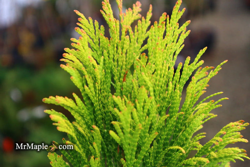Thuja plicata '4Ever' Forever Goldy® Golden Western Red Cedar - Mr Maple │ Buy Japanese Maple Trees