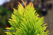 Thuja plicata '4Ever' Forever Goldy® Golden Western Red Cedar - Mr Maple │ Buy Japanese Maple Trees