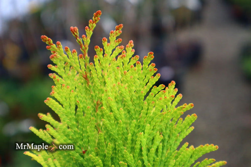 Thuja plicata '4Ever' Forever Goldy® Golden Western Red Cedar - Mr Maple │ Buy Japanese Maple Trees