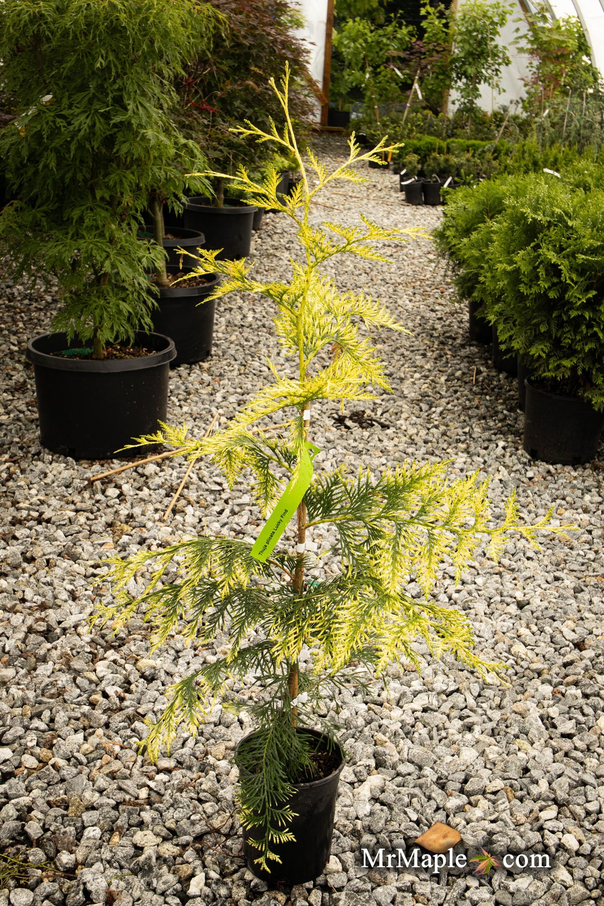 japanische thuja Thuja plicata 'Lucky Find' Dwarf Arborvitae — Mr Maple │ Buy Japanese Maple  Trees