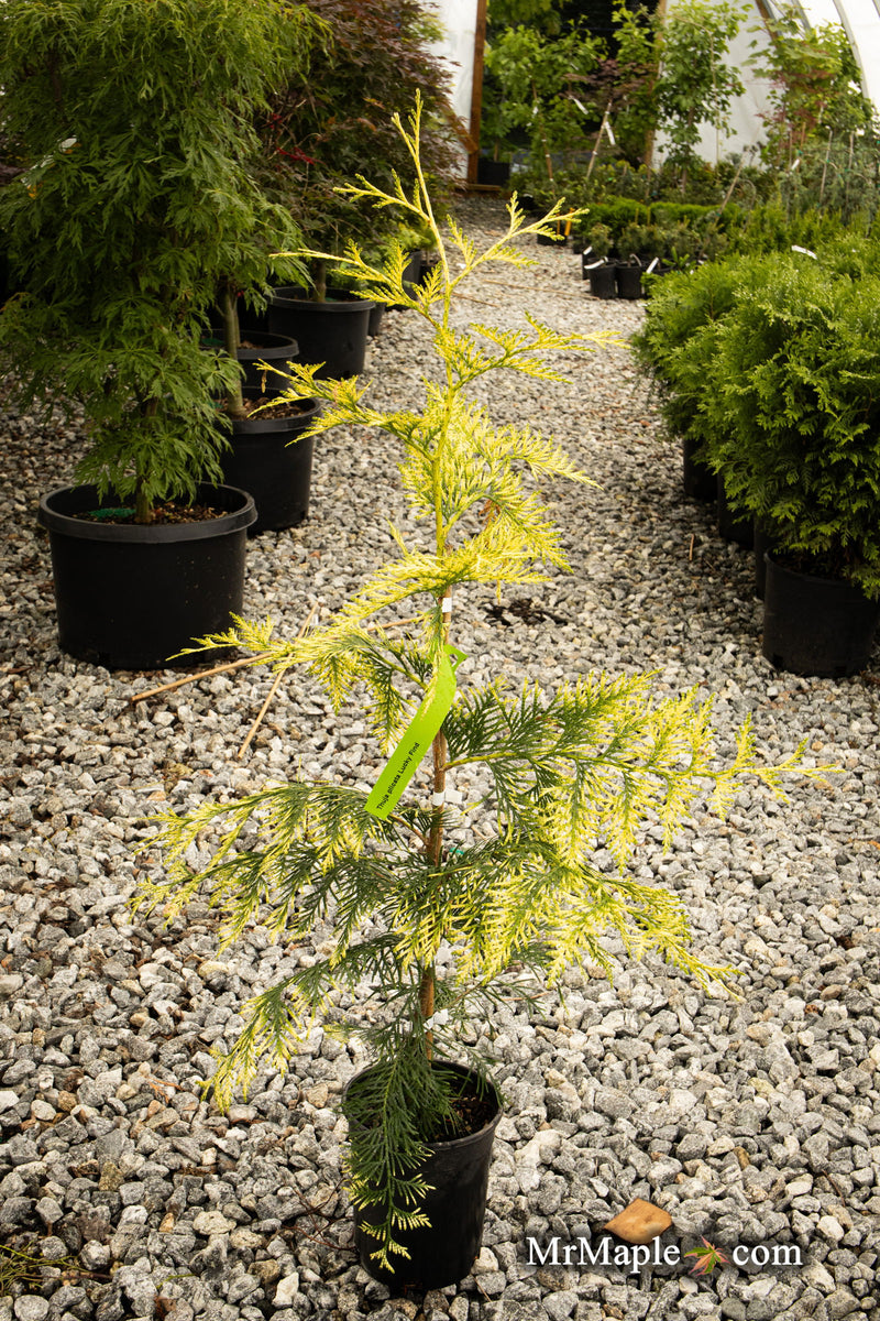 Thuja plicata 'Lucky Find' Dwarf Arborvitae - Mr Maple │ Buy Japanese Maple Trees