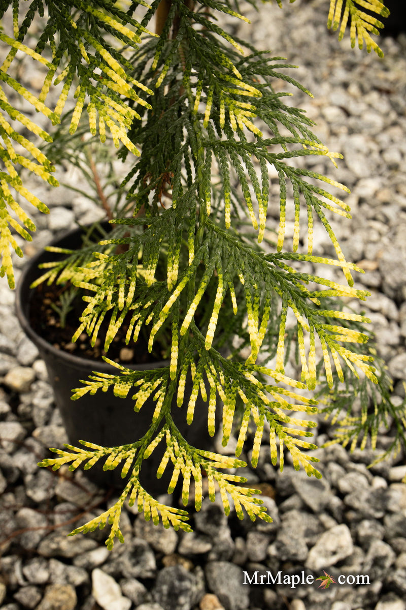 Thuja plicata 'Lucky Find' Dwarf Arborvitae - Mr Maple │ Buy Japanese Maple Trees