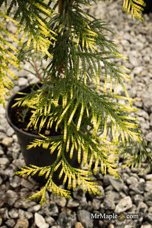 Thuja plicata 'Lucky Find' Dwarf Arborvitae - Mr Maple │ Buy Japanese Maple Trees