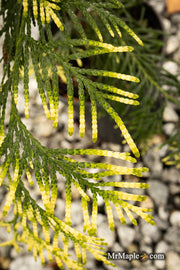 Thuja plicata 'Lucky Find' Dwarf Arborvitae - Mr Maple │ Buy Japanese Maple Trees