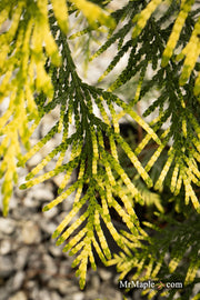 Thuja plicata 'Lucky Find' Dwarf Arborvitae - Mr Maple │ Buy Japanese Maple Trees