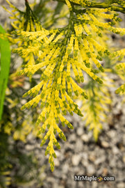 Thuja plicata 'Lucky Find' Dwarf Arborvitae - Mr Maple │ Buy Japanese Maple Trees