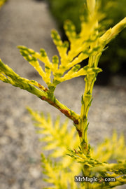 Thuja plicata 'Lucky Find' Dwarf Arborvitae - Mr Maple │ Buy Japanese Maple Trees