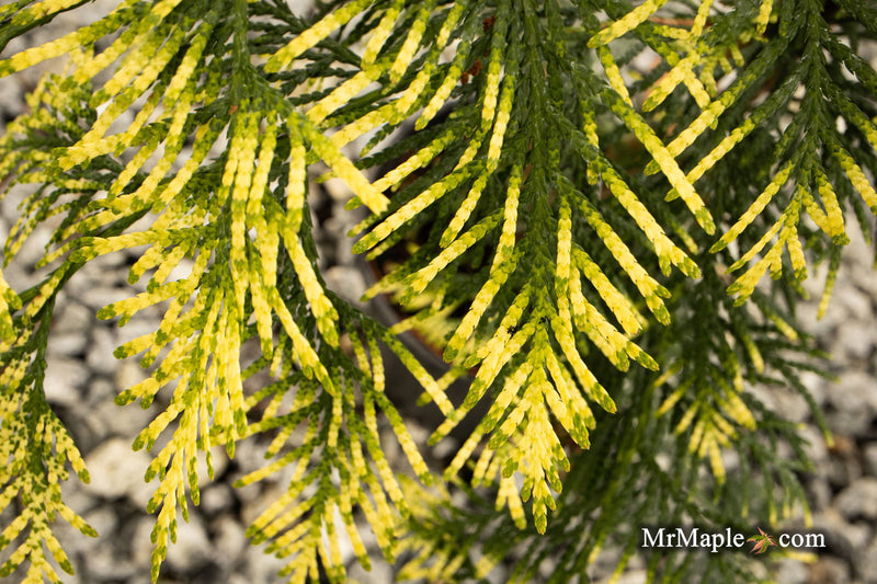 Thuja plicata 'Lucky Find' Dwarf Arborvitae - Mr Maple │ Buy Japanese Maple Trees
