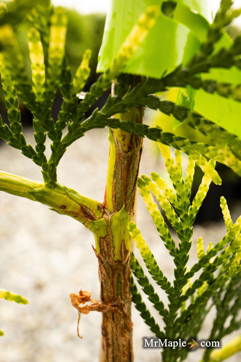 Thuja plicata 'Lucky Find' Dwarf Arborvitae - Mr Maple │ Buy Japanese Maple Trees