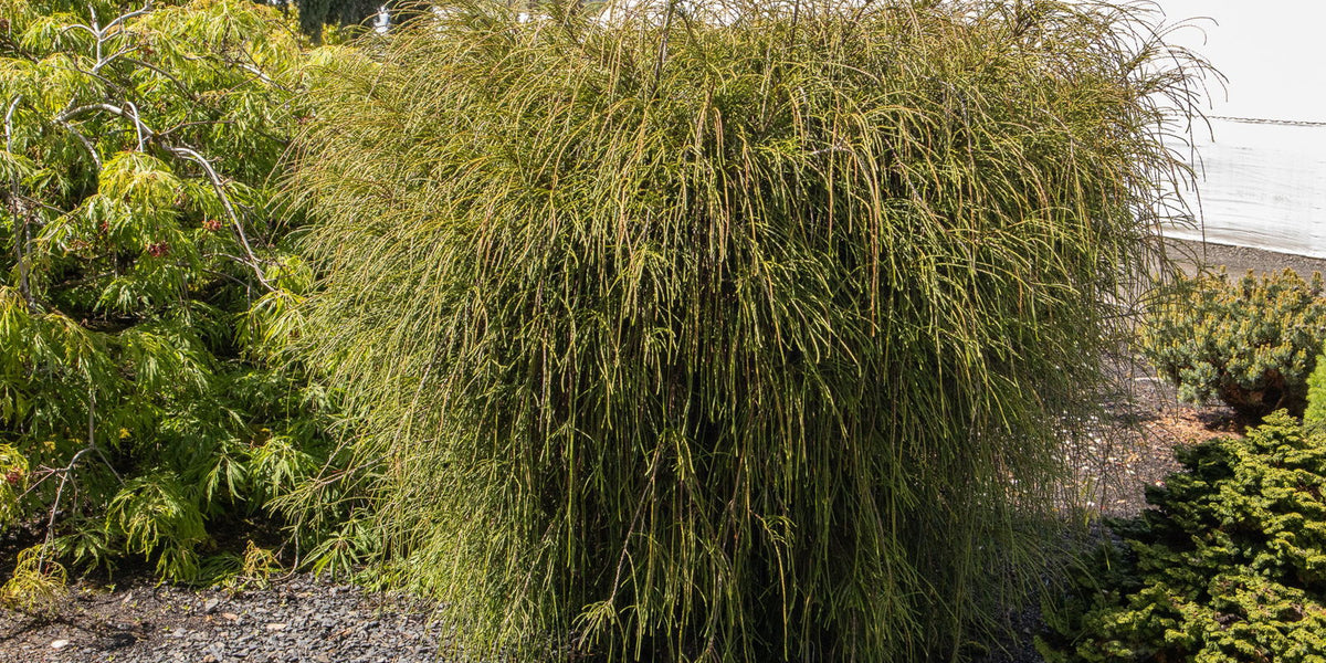 Buy Thuja plicata 'Whipcord' Dwarf Western Red Cedar — Mr Maple │ Buy  Japanese Maple Trees