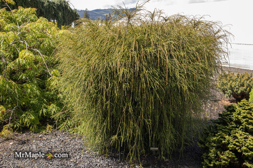 Thuja plicata 'Whipcord' Dwarf Western Red Cedar - Mr Maple │ Buy Japanese Maple Trees