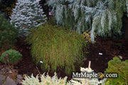 Thuja plicata 'Whipcord' Dwarf Western Red Cedar - Mr Maple │ Buy Japanese Maple Trees
