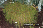 Thuja plicata 'Whipcord' Dwarf Western Red Cedar - Mr Maple │ Buy Japanese Maple Trees