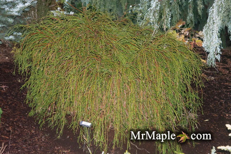Thuja plicata 'Whipcord' Dwarf Western Red Cedar - Mr Maple │ Buy Japanese Maple Trees