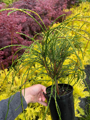 Thuja plicata 'Whipcord' Dwarf Western Red Cedar - Mr Maple │ Buy Japanese Maple Trees