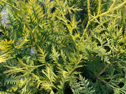 Thuja plicata 'Zebrina Extra Gold' Variegated Western Red Cedar - Mr Maple │ Buy Japanese Maple Trees
