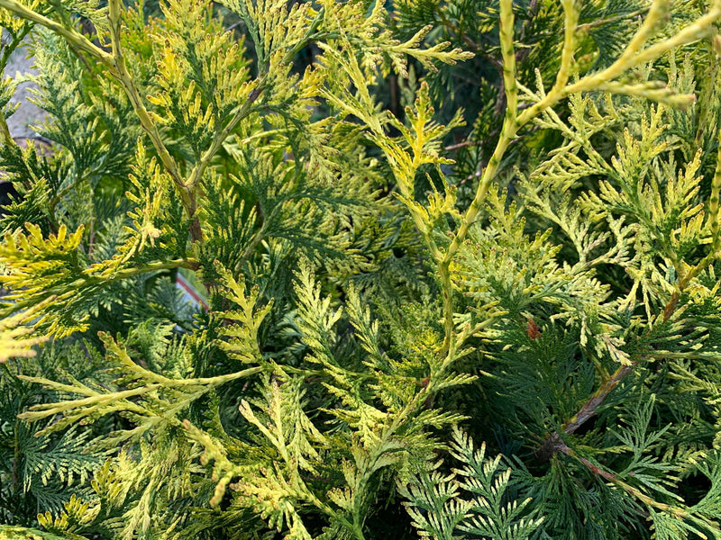 Thuja plicata 'Zebrina Extra Gold' Variegated Western Red Cedar - Mr Maple │ Buy Japanese Maple Trees