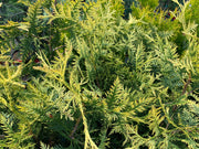 Thuja plicata 'Zebrina Extra Gold' Variegated Western Red Cedar - Mr Maple │ Buy Japanese Maple Trees