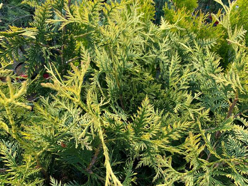 Thuja plicata 'Zebrina Extra Gold' Variegated Western Red Cedar - Mr Maple │ Buy Japanese Maple Trees