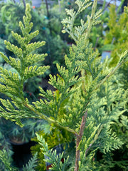 Thuja plicata 'Zebrina Extra Gold' Variegated Western Red Cedar - Mr Maple │ Buy Japanese Maple Trees