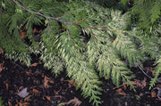 Thuja plicata 'Zebrina Extra Gold' Variegated Western Red Cedar - Mr Maple │ Buy Japanese Maple Trees