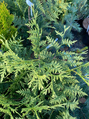Thuja plicata 'Zebrina Extra Gold' Variegated Western Red Cedar - Mr Maple │ Buy Japanese Maple Trees