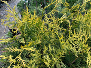 Thuja plicata 'Zebrina Extra Gold' Variegated Western Red Cedar - Mr Maple │ Buy Japanese Maple Trees
