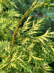 Thuja plicata 'Zebrina Extra Gold' Variegated Western Red Cedar - Mr Maple │ Buy Japanese Maple Trees