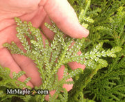 Thujopsis dolabrata Japanese Asunaro - Mr Maple │ Buy Japanese Maple Trees