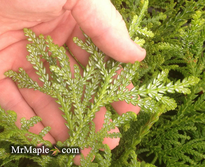 Thujopsis dolabrata Japanese Asunaro - Mr Maple │ Buy Japanese Maple Trees