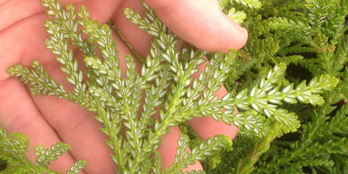 ツリー トーラス ヒノキ Tree Torus 檜 スピリチュアル Buy Thujopsis dolabrata Japanese Asunaro — Mr Maple │ Buy