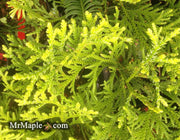 Thujopsis dolabrata Japanese Asunaro - Mr Maple │ Buy Japanese Maple Trees