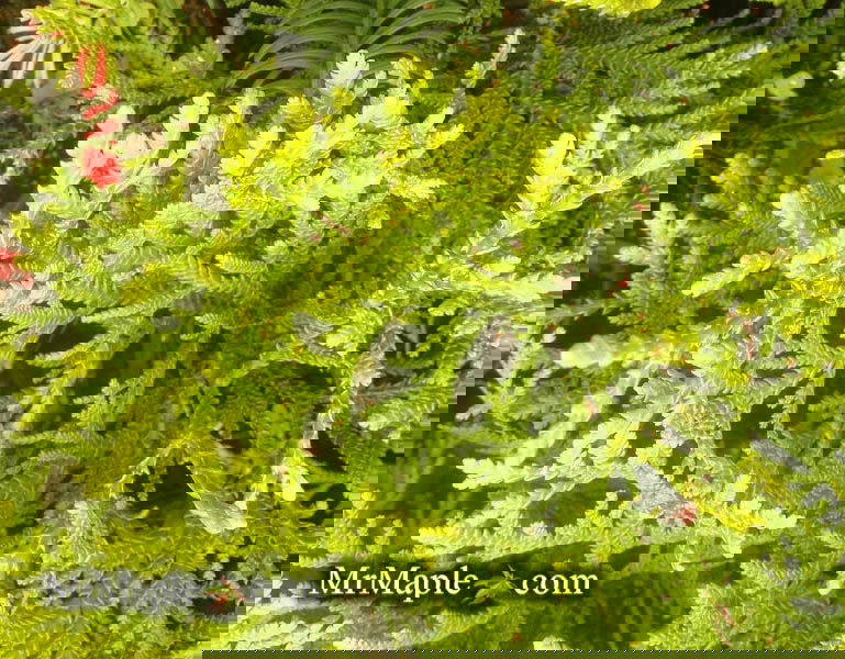 Thujopsis dolabrata Japanese Asunaro - Mr Maple │ Buy Japanese Maple Trees