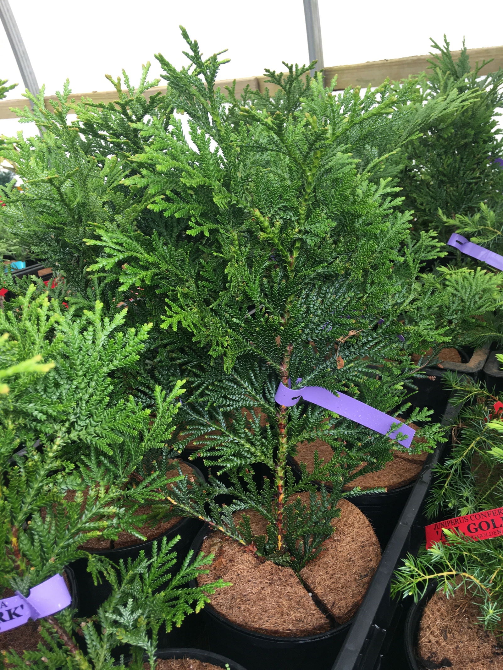 Buy Thujopsis dolabrata 'Jurassic Park' Japanese Asunaro Rare