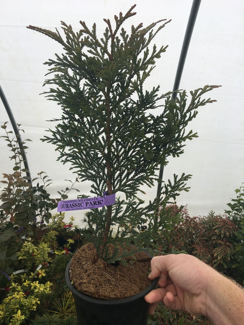 Thujopsis dolabrata 'Jurassic Park' Japanese Asunaro Rare Conifer - Mr Maple │ Buy Japanese Maple Trees