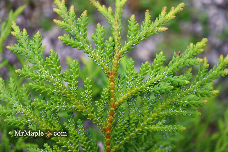 Thujopsis dolabrata 'Jurassic Park' Japanese Asunaro Rare Conifer - Mr Maple │ Buy Japanese Maple Trees