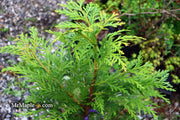 Thujopsis dolabrata 'Jurassic Park' Japanese Asunaro Rare Conifer - Mr Maple │ Buy Japanese Maple Trees