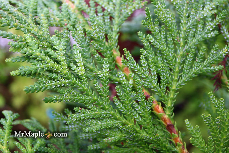 Thujopsis dolabrata 'Jurassic Park' Japanese Asunaro Rare Conifer - Mr Maple │ Buy Japanese Maple Trees
