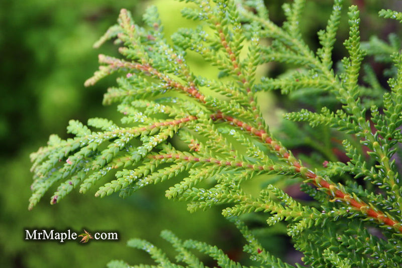 Thujopsis dolabrata 'Jurassic Park' Japanese Asunaro Rare Conifer - Mr Maple │ Buy Japanese Maple Trees