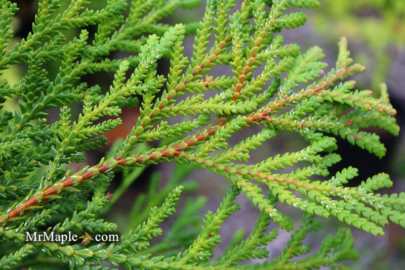 Thujopsis dolabrata 'Jurassic Park' Japanese Asunaro Rare Conifer - Mr Maple │ Buy Japanese Maple Trees
