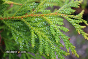 Thujopsis dolabrata 'Jurassic Park' Japanese Asunaro Rare Conifer - Mr Maple │ Buy Japanese Maple Trees