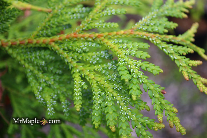 Thujopsis dolabrata 'Jurassic Park' Japanese Asunaro Rare Conifer - Mr Maple │ Buy Japanese Maple Trees