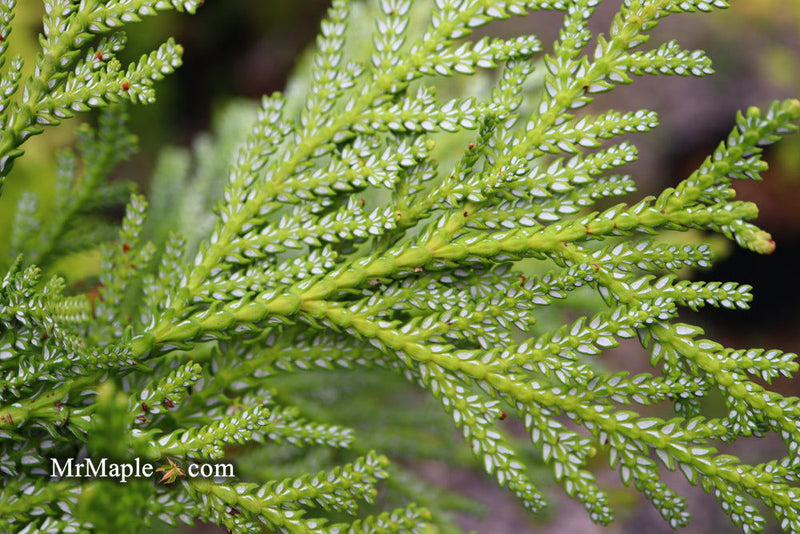 Thujopsis dolabrata 'Jurassic Park' Japanese Asunaro Rare Conifer - Mr Maple │ Buy Japanese Maple Trees